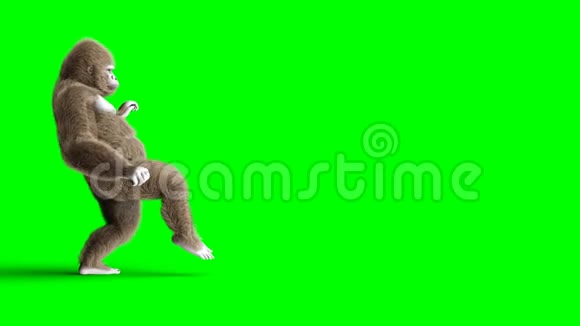 有趣的棕色大猩猩走路超级逼真的皮毛和头发绿屏4K动画视频的预览图