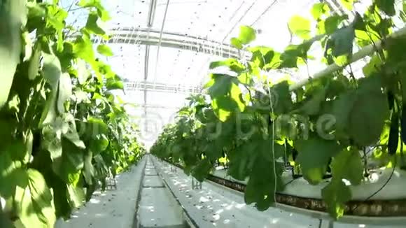 工业规模蔬菜作物幼苗视频的预览图