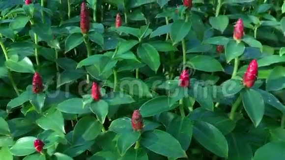 越南湄公河三角洲的绿色植物和鲜花视频的预览图