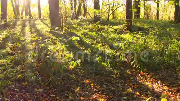森林日落时间流逝秋天视频的预览图