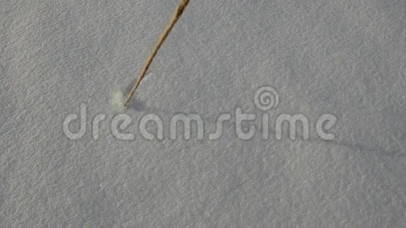 在冬天的雪上画两朵花视频的预览图