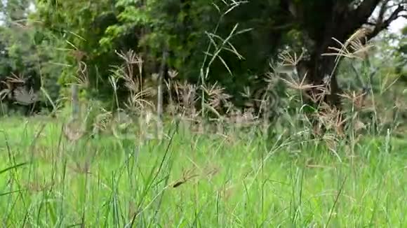 大自然包含草的摇曳和昆虫和鸟的声音视频的预览图
