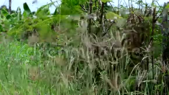 大自然包含草的摇曳和昆虫和鸟的声音视频的预览图