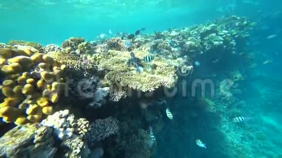 印度太平洋军士学校在埃及红海珊瑚礁上游泳视频的预览图