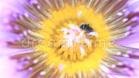 蜜蜂采莲花花粉视频的预览图