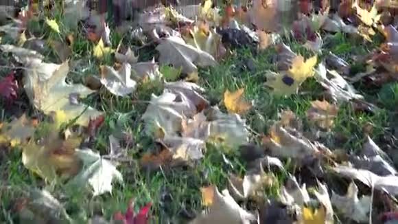 秋季或秋季花园落叶枫叶视频的预览图