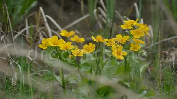 沼泽中的黄色花朵在花的长矛上生长着一株只有小毛的浆果视频的预览图
