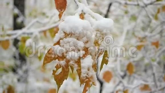 秋天的树枝在公园的特写镜头里覆盖着雪视频的预览图