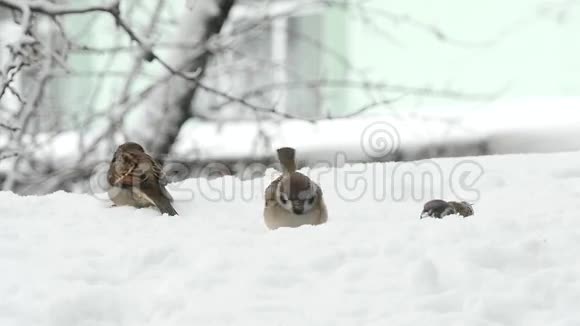 冬天吃种子的麻雀视频的预览图