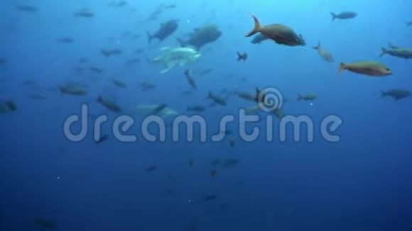 加拉帕戈斯海下泻湖浅滩鱼中的锤头鲨视频的预览图