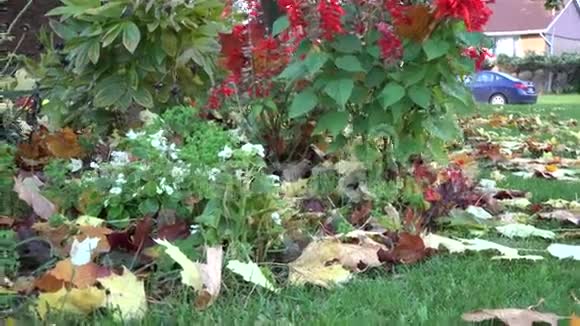 秋季或秋季花园落叶枫叶视频的预览图