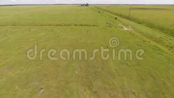 农场空中录像中的牛视频的预览图