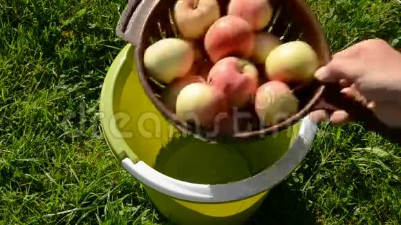 夏天的苹果在绿桶里洗视频的预览图