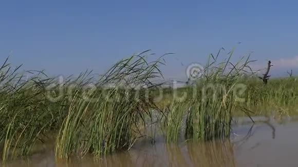 肯尼亚巴林戈湖景观视频的预览图