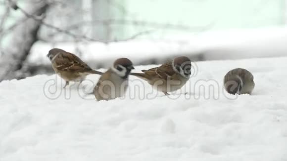 冬天吃种子的麻雀视频的预览图
