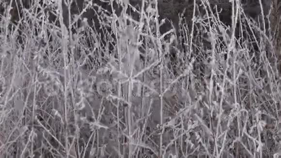 冬天覆盖霜雪的植物视频的预览图