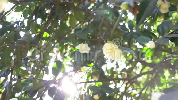 美丽的白玉兰花在花园里的风中太阳眩光4k慢动作视频的预览图