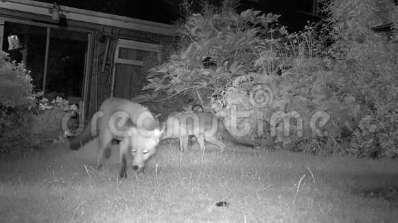 三只城市狐狸在室内花园夜间喂食视频的预览图