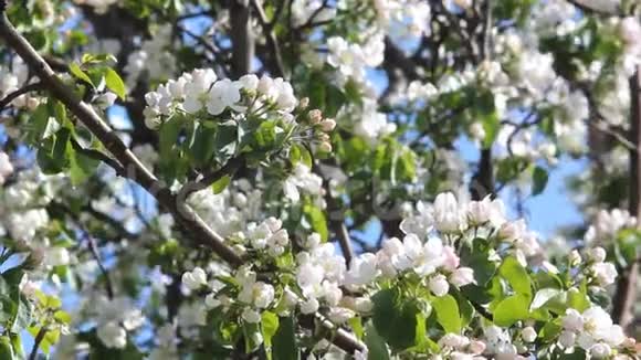 春天的花园盛开的苹果树视频的预览图