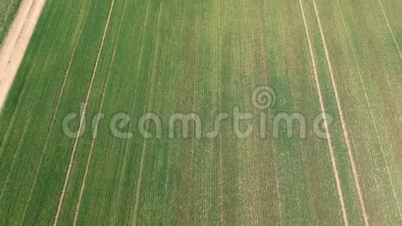 用绿芽对场地进行空中勘测来自航空摄影的冬麦田农业粮食作物视频的预览图