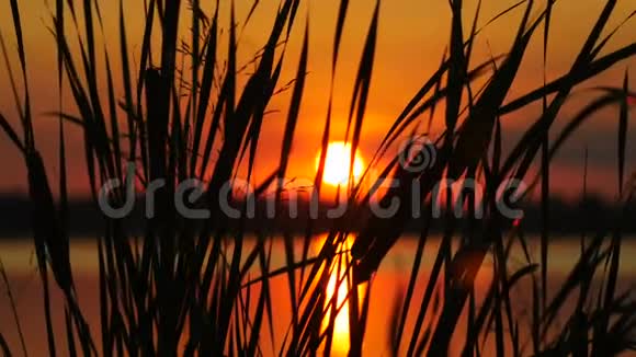 日落景观的芦苇与阳光和水的背景视频的预览图