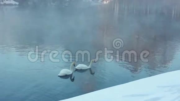 白天鹅在河上游泳米斯特河水上的白色天鹅视频的预览图