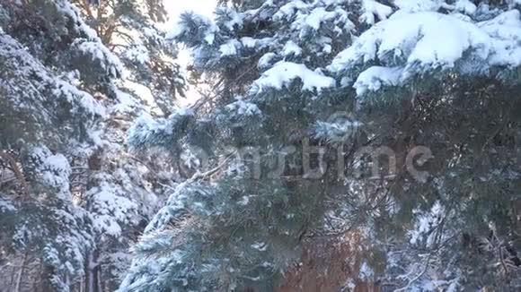 冬天的背景雪地里的树慢动作视频圣诞节常绿云杉树与新鲜的雪冰冻松松视频的预览图