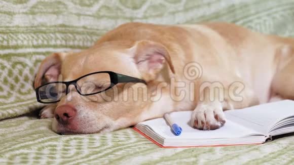戴眼镜的狗教育观念视频的预览图