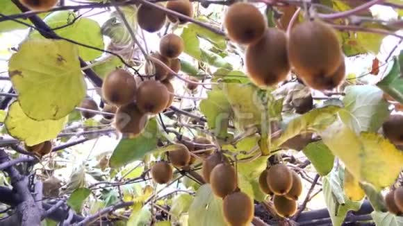 新鲜的猕猴桃挂在树枝上视频的预览图