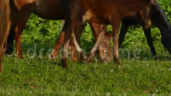日落时分牧场里的马和小马驹视频的预览图