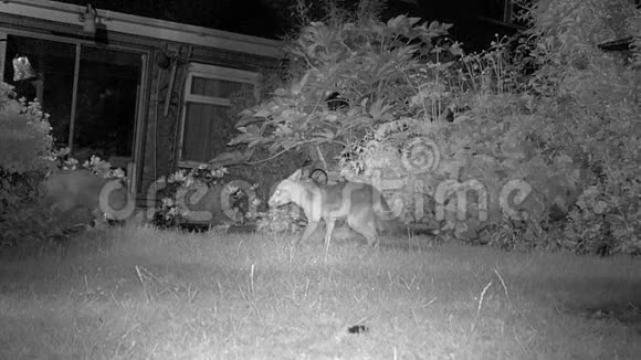三只城市狐狸在室内花园夜间喂食视频的预览图