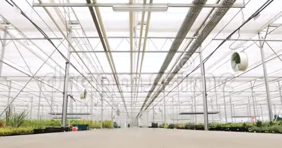 在现代温室里在温室里生长的新鲜有机生菜视频的预览图