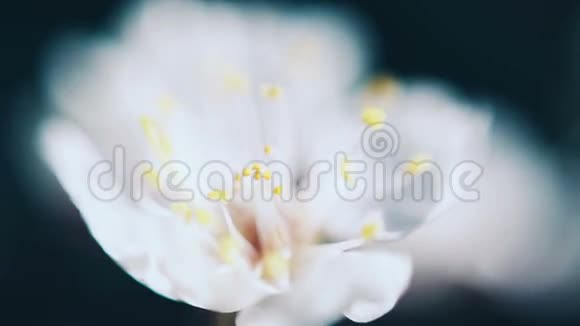 美丽春杏树花开视频的预览图