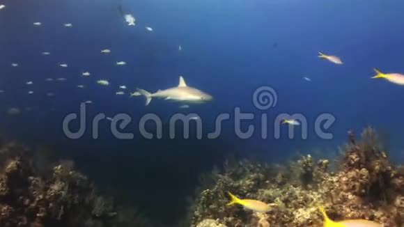 3鲨鱼在蓝色的大海里游泳以寻找食物视频的预览图