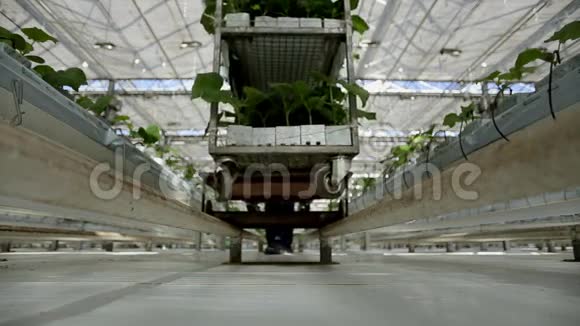 在温室里工作手推车车轮在铁轨上摄像机上有绿色植物视频的预览图