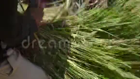 亚洲农民收割水稻视频的预览图