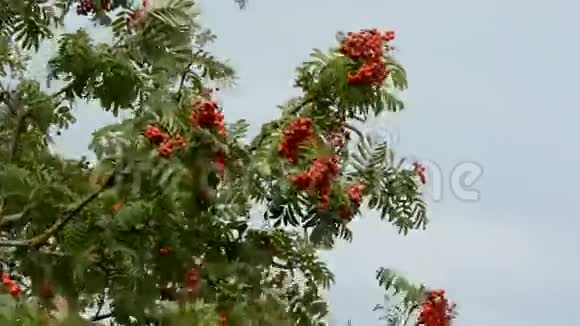 秋天的罗湾树枝上有红色的浆果视频的预览图