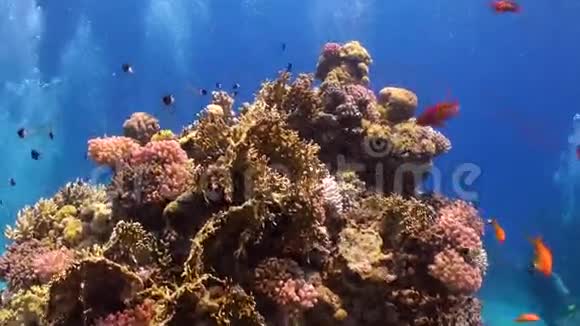 潜水员在红海的珊瑚礁阿布努哈斯水下视频的预览图
