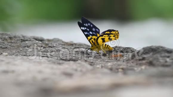 蝴蝶昆虫和动物视频的预览图