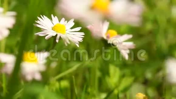 雏菊以野花为自然背景草甸视频的预览图