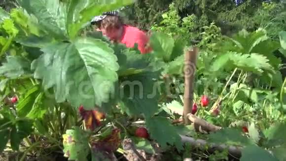 高级园丁女除草草莓植物成熟浆果视频的预览图