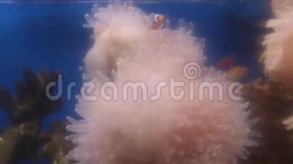 在海葵中游泳的小丑鱼视频的预览图
