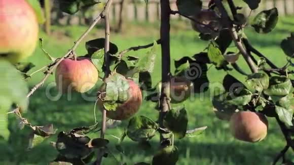 花园里一棵树上的新鲜红苹果视频的预览图