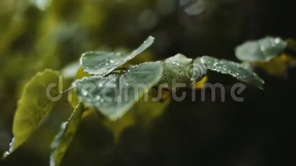 水滴在树叶上视频的预览图