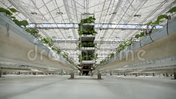 在温室里工作摄像机上有绿色植物视频的预览图