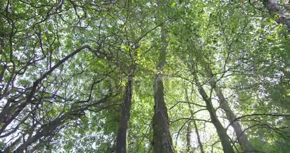 镜头抬头望着森林中的高大树木视频的预览图