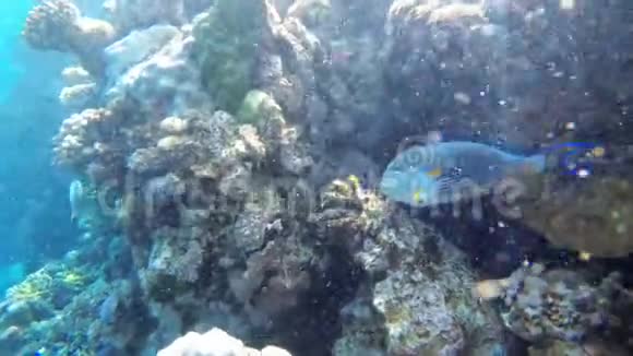 红海的水下世界有彩色的鱼和珊瑚礁在红海埃及视频的预览图