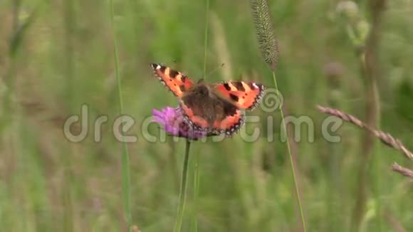 小龟蝴蝶在草地上盛开的粉红色花朵视频的预览图
