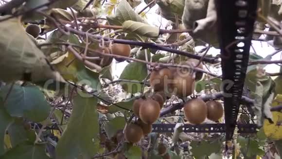 新鲜的猕猴桃挂在树枝上视频的预览图
