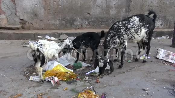 印度拉贾斯坦邦斋浦尔市街的山羊视频的预览图